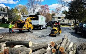 Best Emergency Tree Removal  in Englewood, NJ