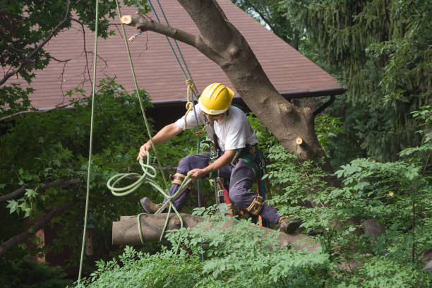 Best Tree Planting  in Englewood, NJ