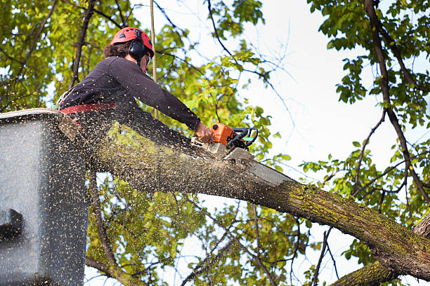 Best Hazardous Tree Removal  in Englewood, NJ