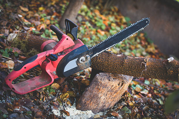 How Our Tree Care Process Works  in  Englewood, NJ